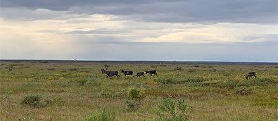 Herd of caribou.