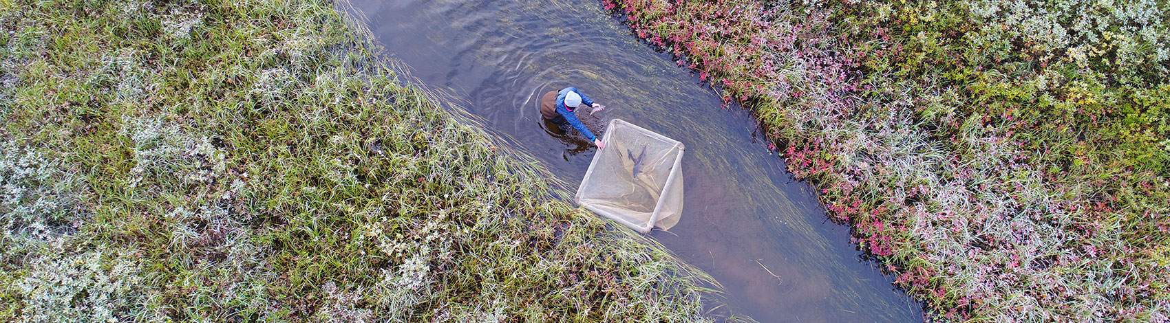 Aerial view of female researcher collecting fish from sample net.
